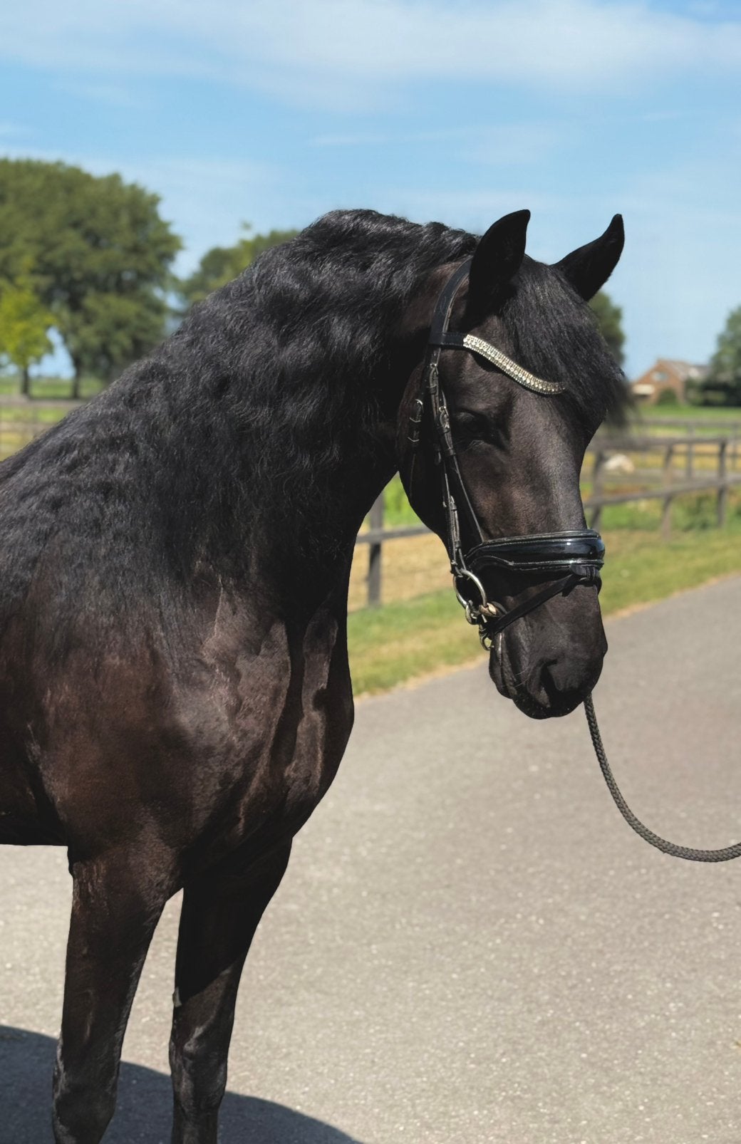 3 jarige Friese merrie te koop - drachtig van Sicco 550, Merrie, Met stamboom, Zadelmak, 3 tot 6 jaar