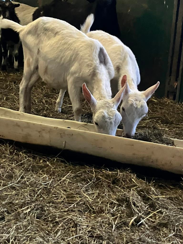 Te koop 6 geiten en bok, Dieren en Toebehoren, Schapen, Geiten en Varkens, Meerdere dieren, Geit