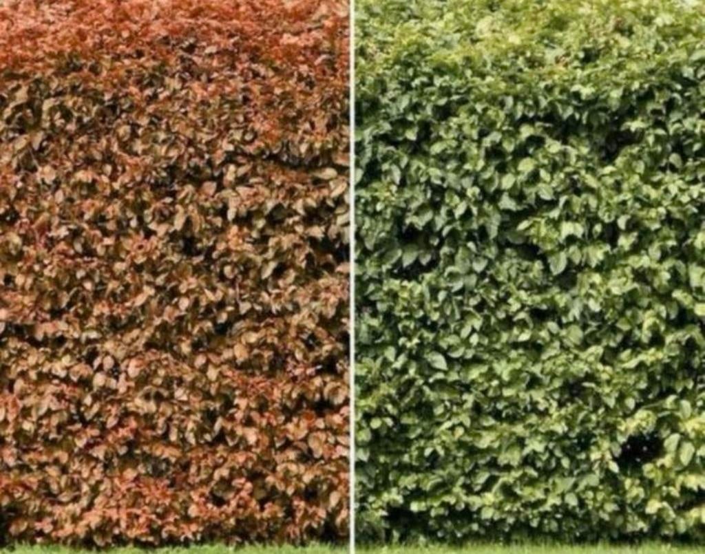 Beukenhaag VOORRADIG, Tuin en Terras, Planten | Bomen, Ophalen of Verzenden, Bloeit niet, Halfschaduw, Overige soorten
