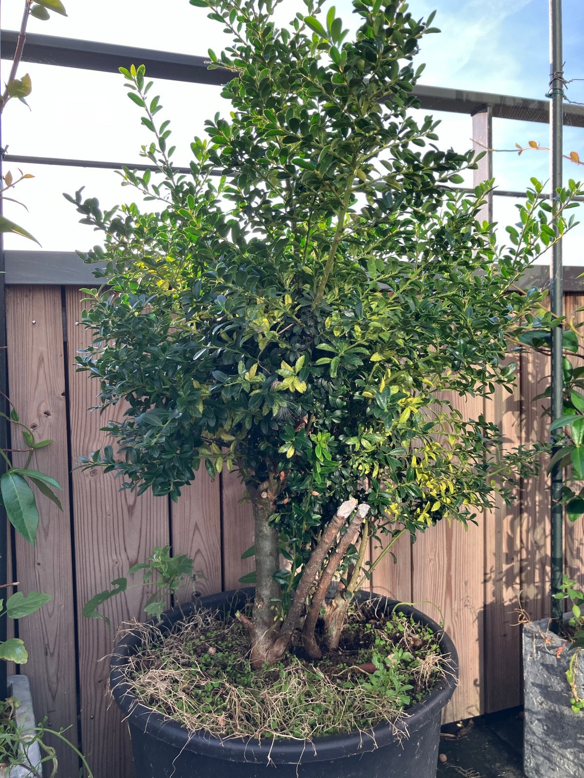 Ilex bonsai ongeknipt, Bloeit niet, Overige soorten, Minder dan 100 cm, Ophalen