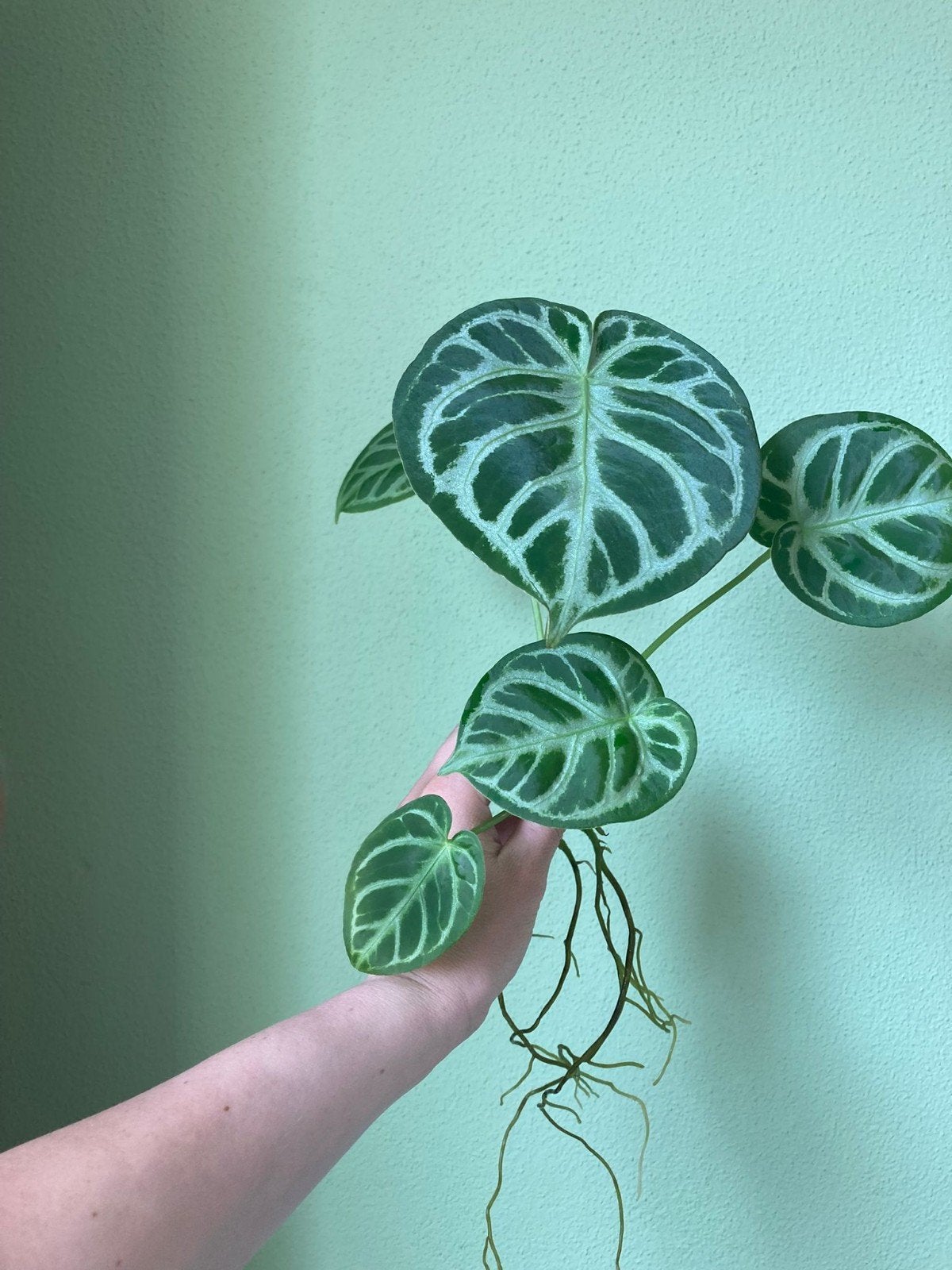 Mooie Anthurium Silver Blush - Ophalen of Verzenden, Overige soorten, Vaste plant, Ophalen of Verzenden, Bloeit niet