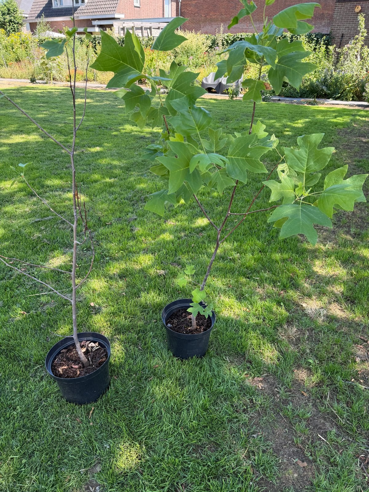 2 Tulpenboompjes Liriodendron tulipifera 150 cm met pot, Overige soorten, 100 tot 250 cm, Zomer, Ophalen