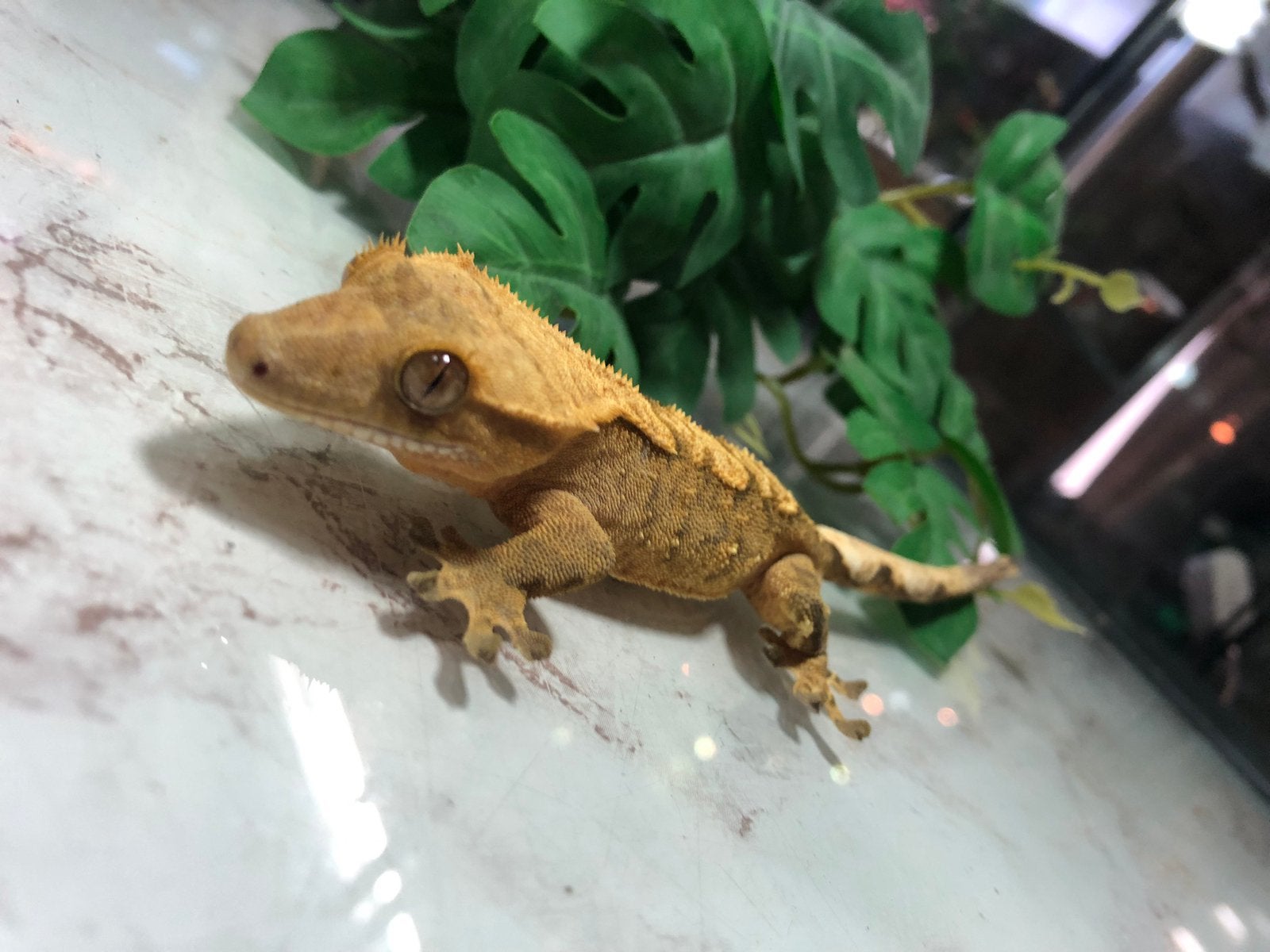 Wimpergekko - Crested gecko - Correlophus ciliatus Crested Gecko - male for sale from HilReptiel