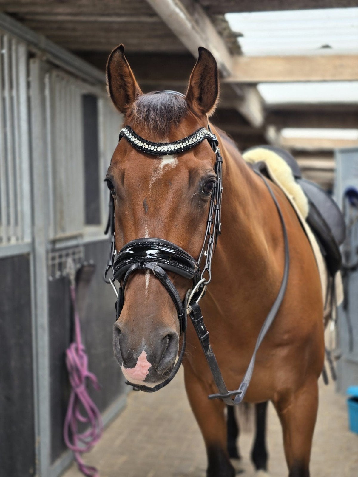 Knappe Johnson x Gribaldi ruin, Dieren en Toebehoren, Met stamboom, Ruin, M, Dressuurpaard