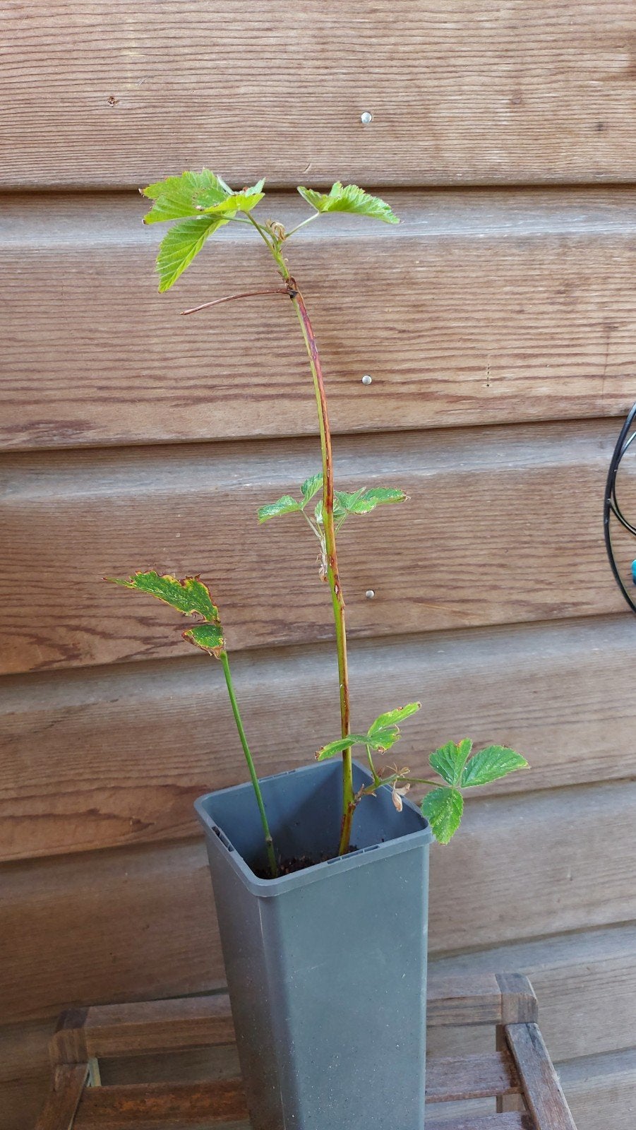 Biologische Braam, Ophalen, Minder dan 100 cm, Overige soorten, Lente