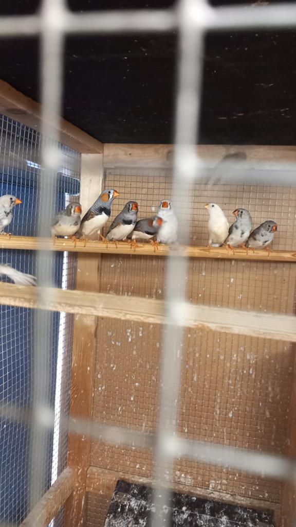 Zebravinken., Dieren en Toebehoren, Meerdere dieren