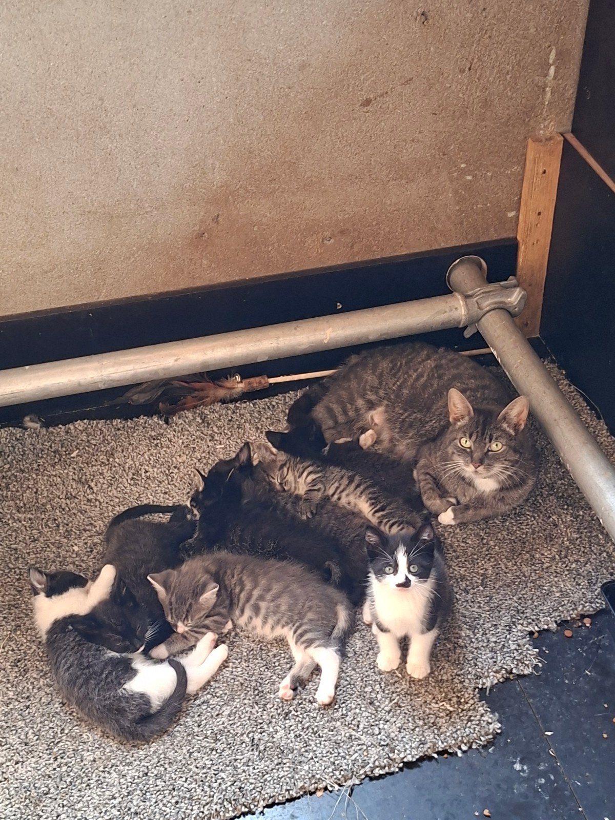 10 prachtige/ lieve kittens, Dieren en Toebehoren, Katten en Kittens | Overige Katten, Meerdere dieren