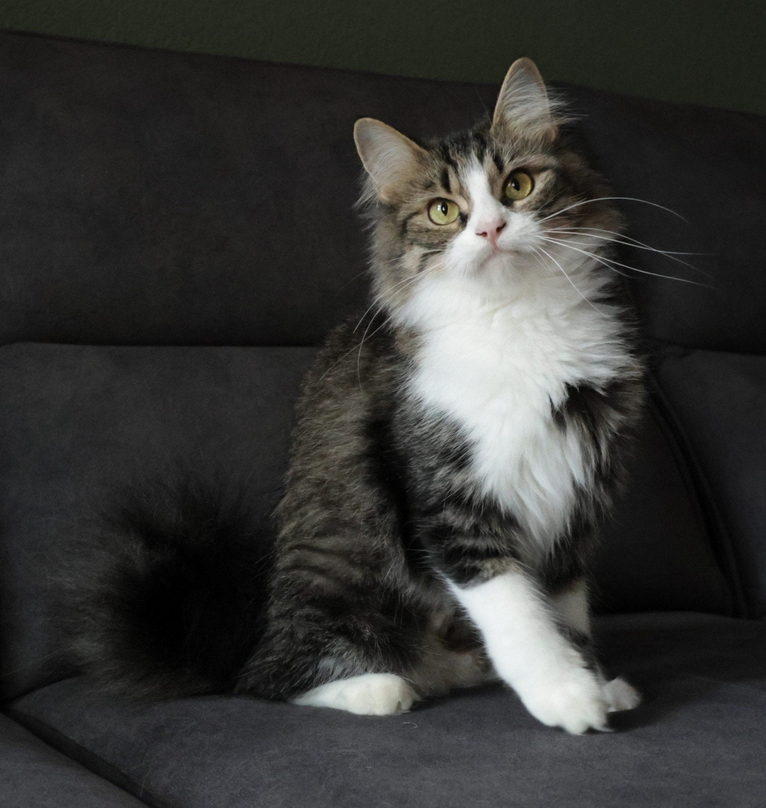 Zeldzame American Ringtail x Maine Coon poes zoekt 5⭐️ huis!, Poes, Gechipt, 0 tot 2 jaar