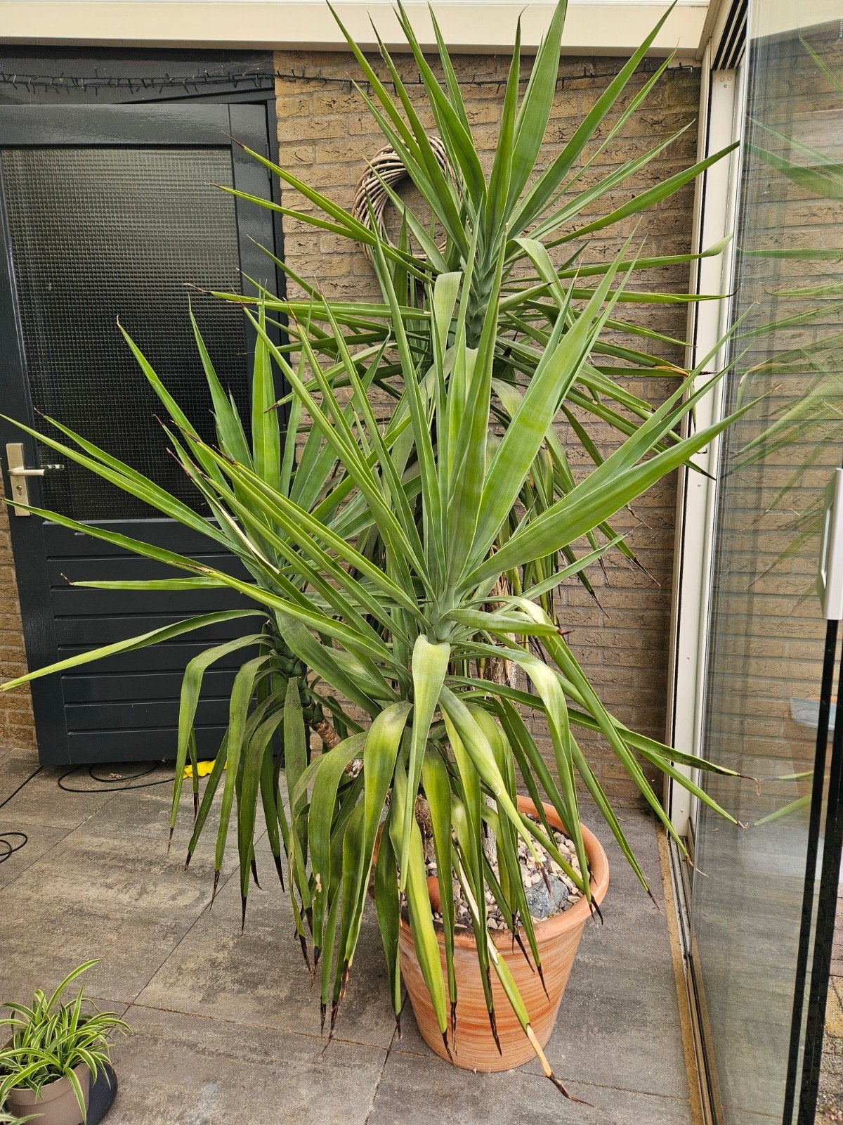 mooie grote Yucca, Overige soorten, 100 tot 250 cm, Zomer, Ophalen