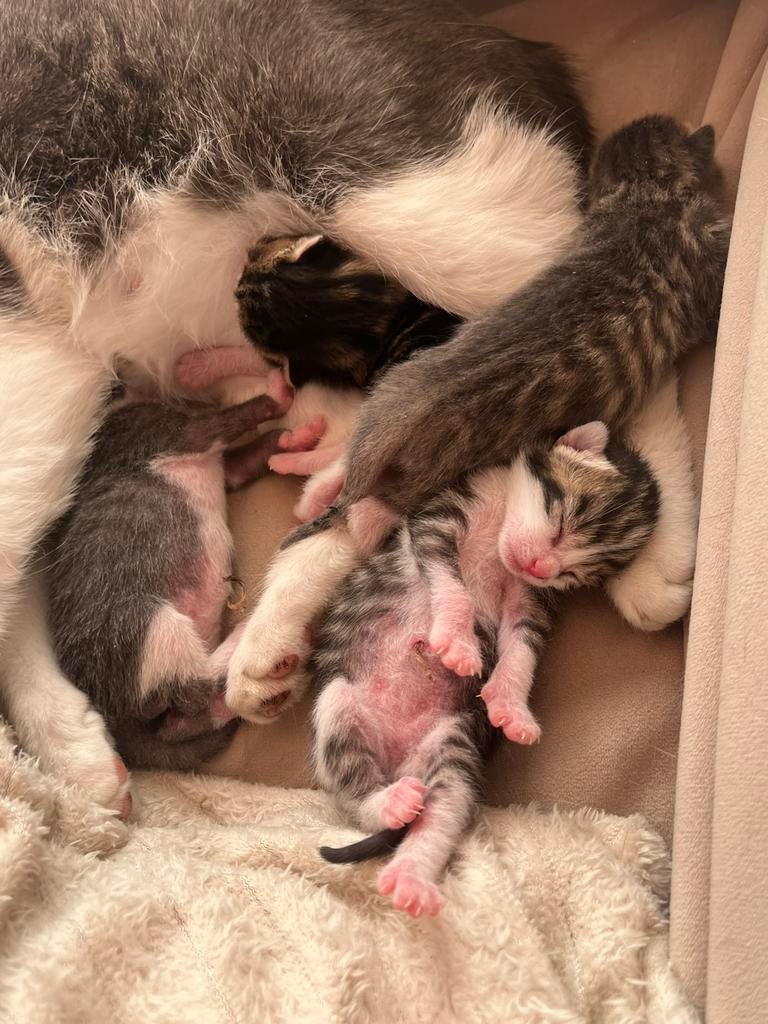 Kittens (graag op deze advertentie reageren), Dieren en Toebehoren, Katten en Kittens | Overige Katten, Meerdere dieren