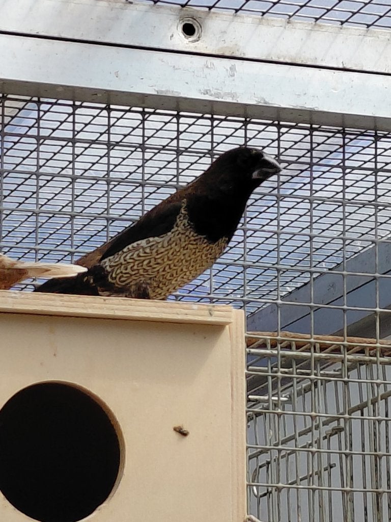 Japanse meeuwen, Dieren en Toebehoren, Vogels | Overige Vogels, Meerdere dieren, Tropenvogel, Geringd