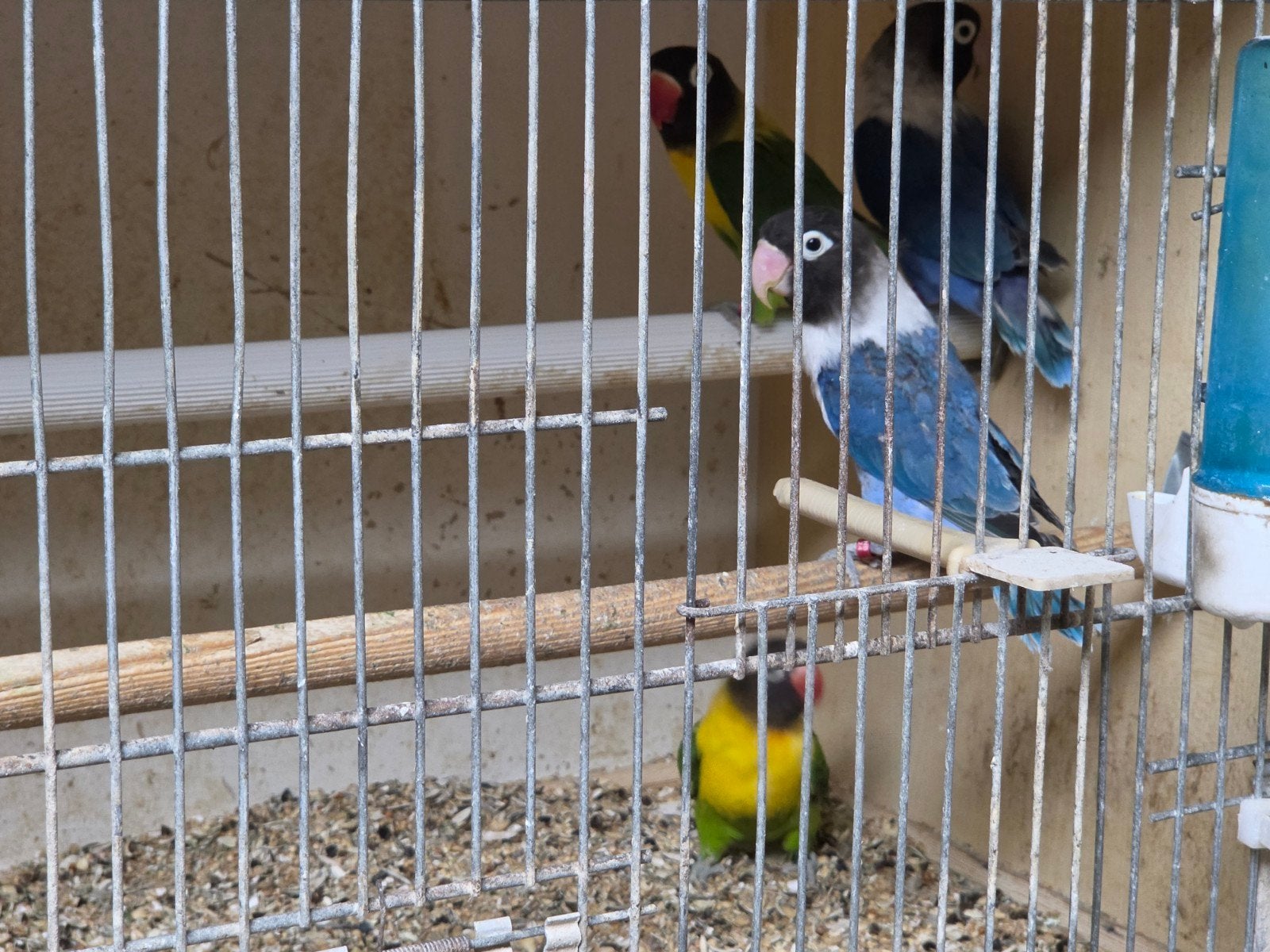 agapornis personata, Geslacht onbekend, Dwergpapegaai of Agapornis, Geringd