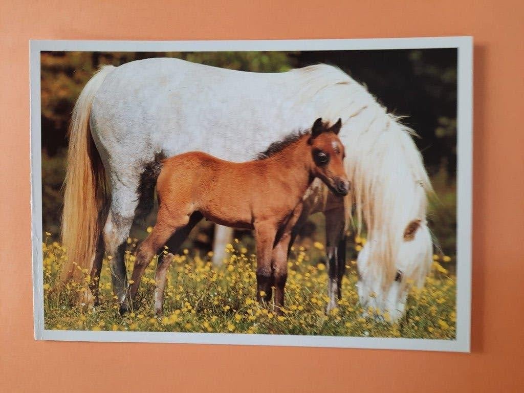 ansichtkaart kaart paard veulen, Verzamelen, Ophalen, 1980 tot heden, Ongelopen, Paard
