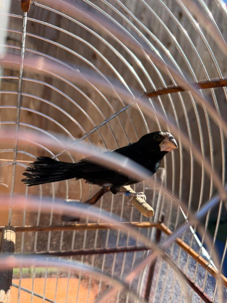 Twatwa repman 2023, Dieren en Toebehoren, Mannelijk, Wildzangvogel, Geringd