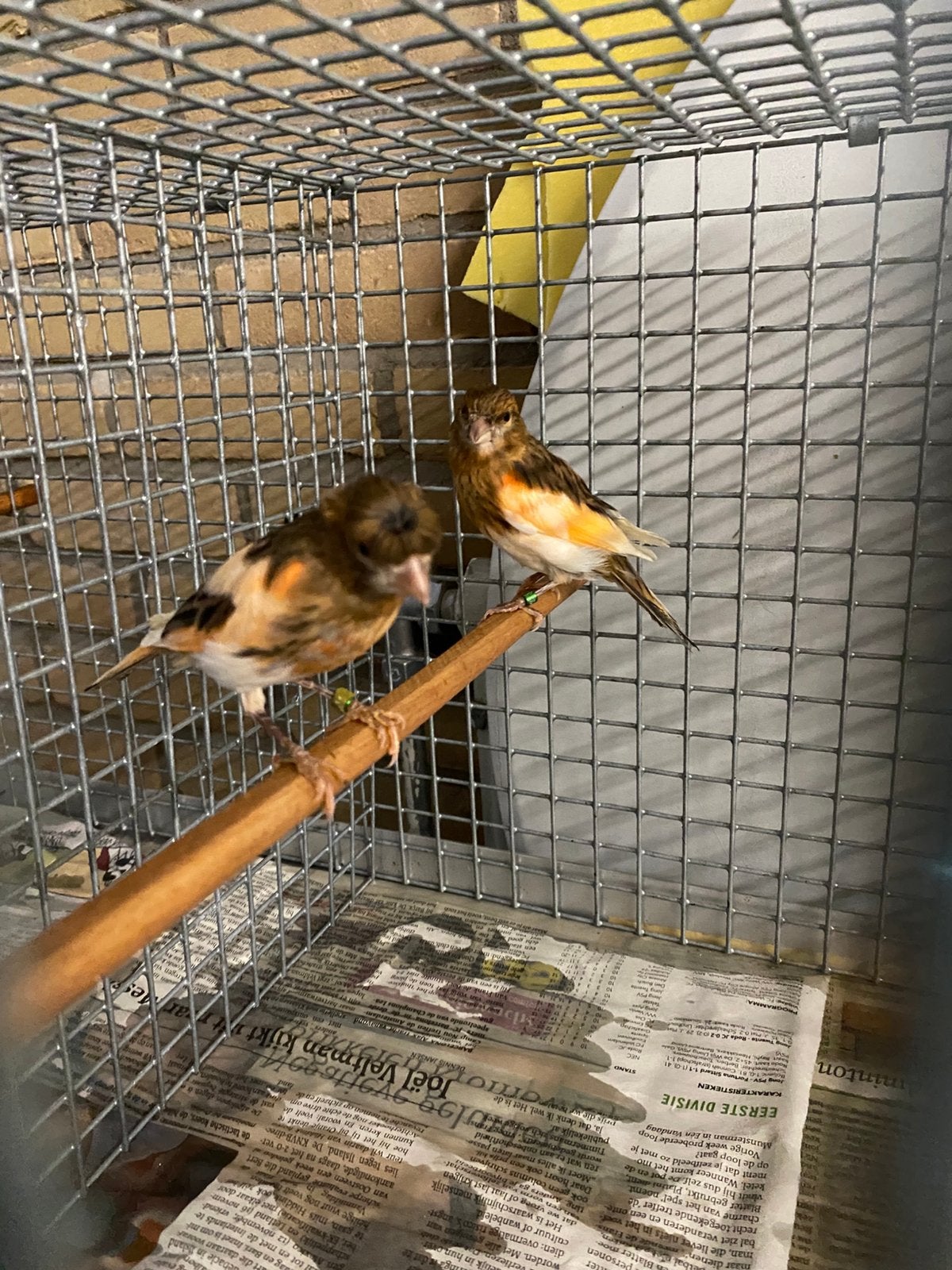 Vogels gezocht, Dieren en Toebehoren, Vogels | Kanaries, Meerdere dieren, Kleurkanarie