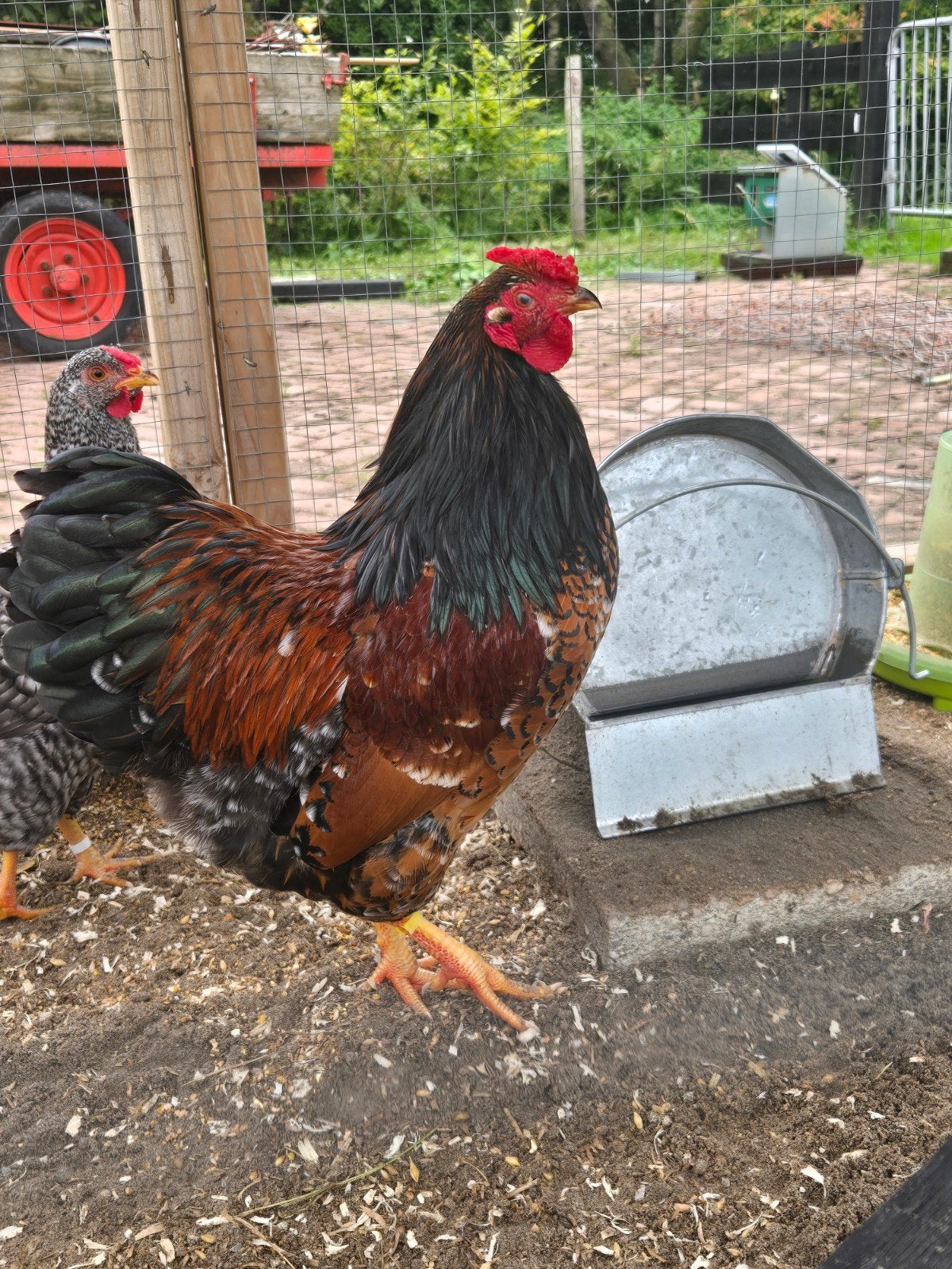 wyandotte haan, Dieren en Toebehoren, Mannelijk, Kip