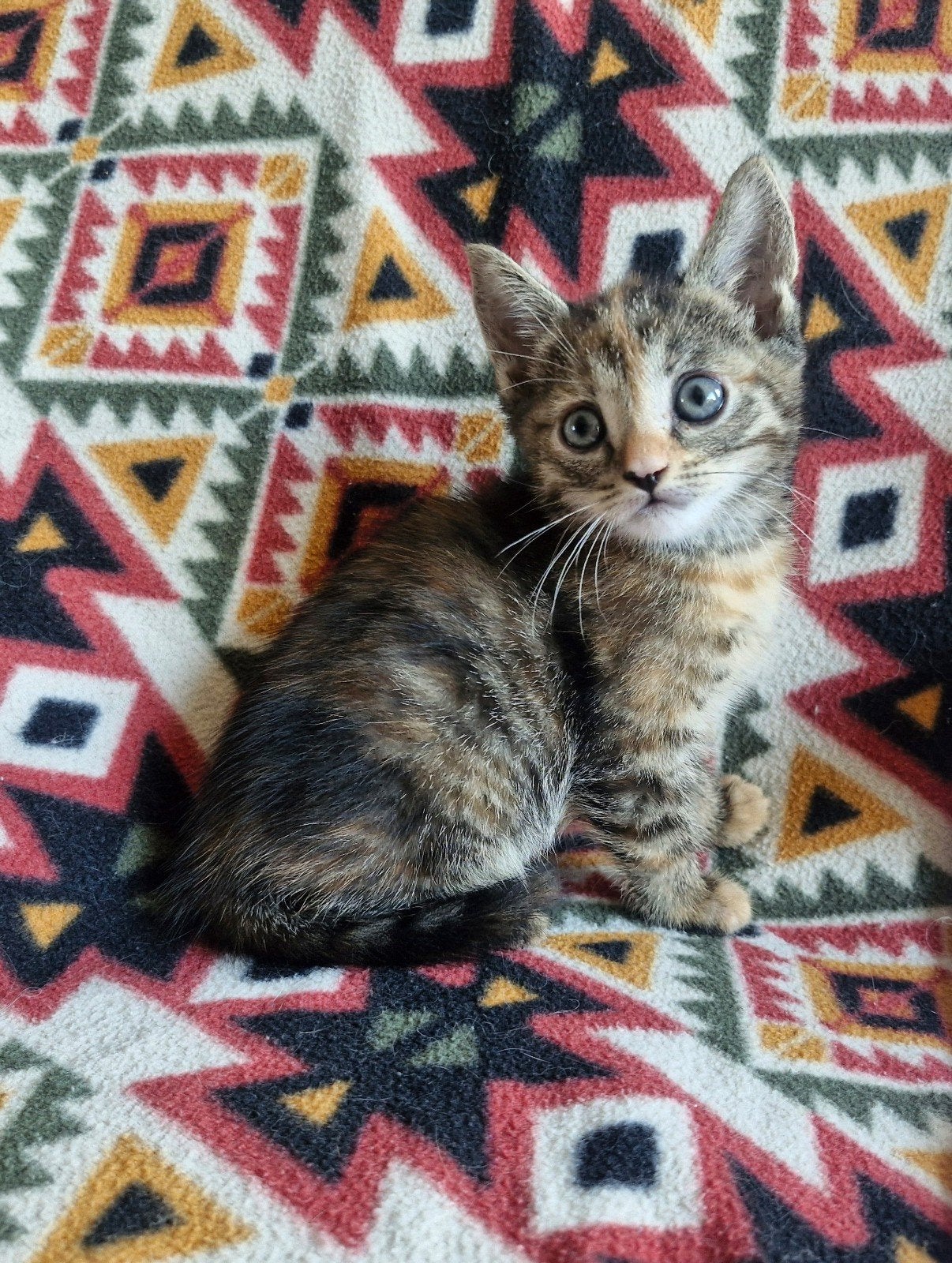 Cyperse tortie poesje!, Dieren en Toebehoren