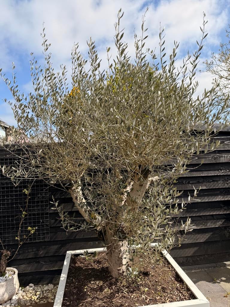 Volwassen Olijfboom - Zelf ophalen (bieden mag ook), Tuin en Terras, Planten | Bomen, Ophalen of Verzenden, Volle zon, Olijfboom