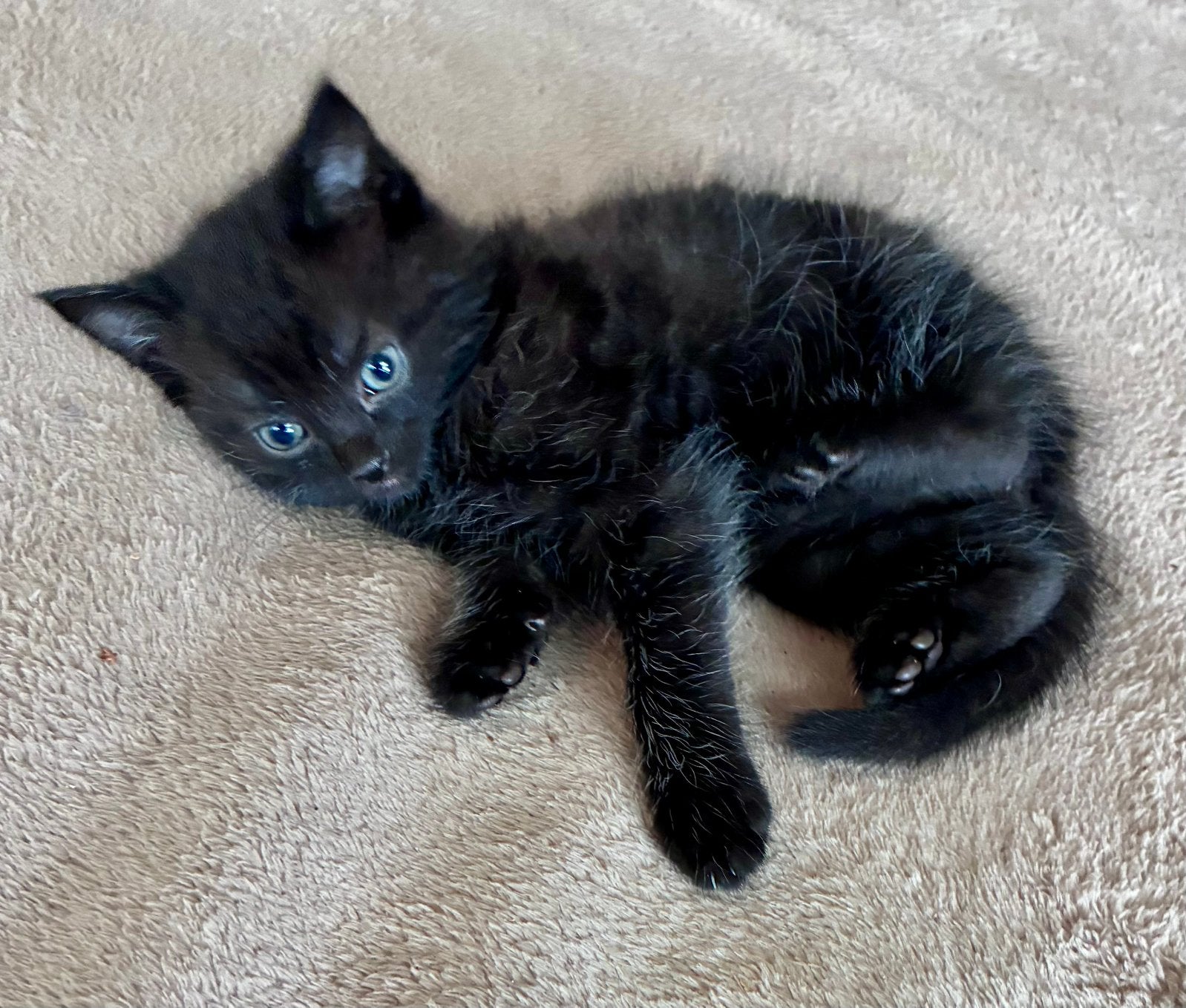 Lieve sociale kittens, Dieren en Toebehoren, Meerdere dieren, Kortharig, 0 tot 2 jaar