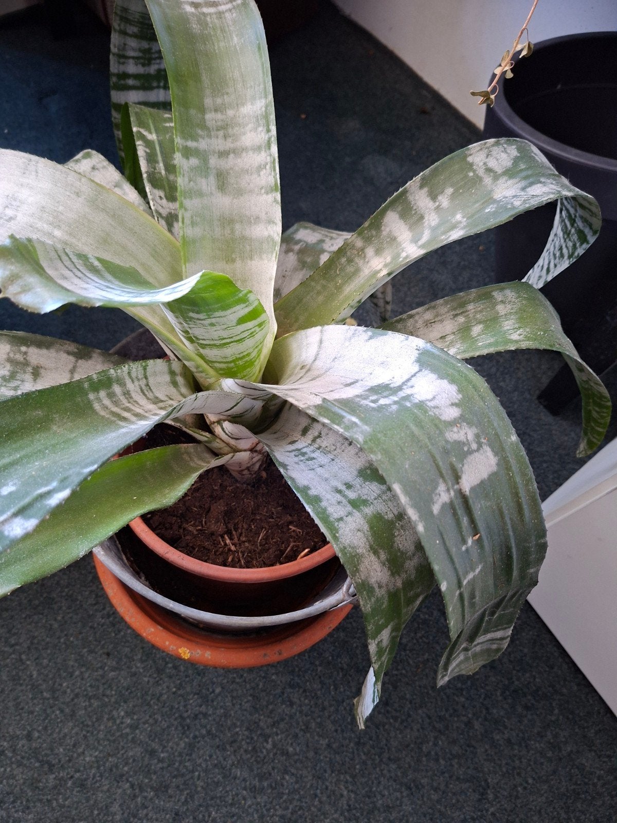Grote, groene kamerplant in pot brommelia, Ophalen, In pot, Halfschaduw, Minder dan 100 cm