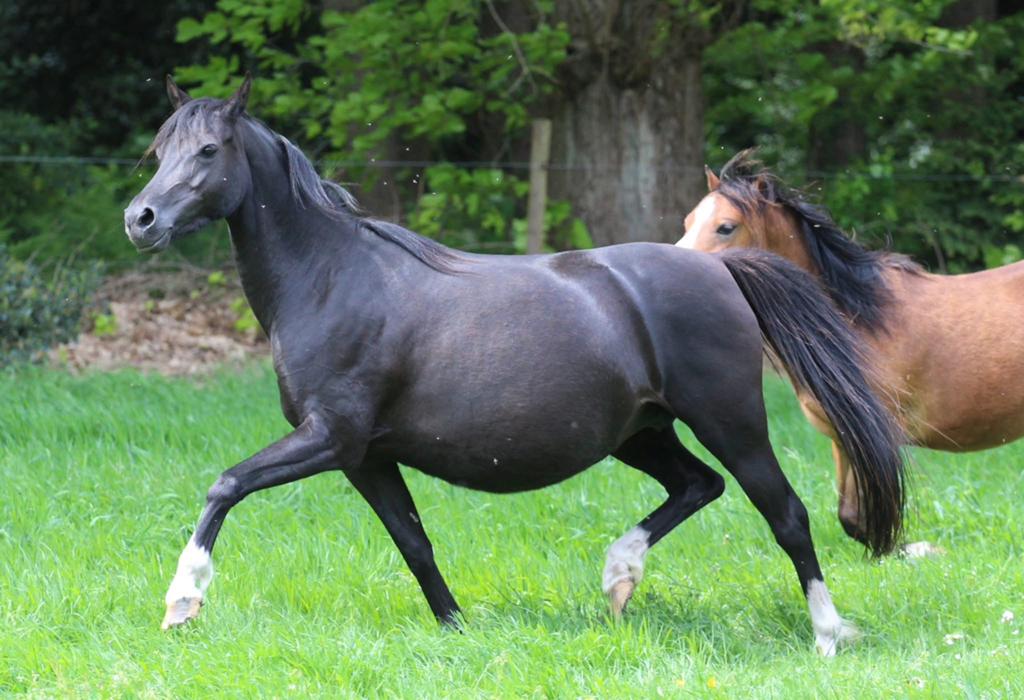 Hoogdrachtige Zwarte Welsh sectie B merrie, Dieren en Toebehoren, Pony's, Merrie, Onbeleerd, Met stamboom, 0 tot 2 jaar
