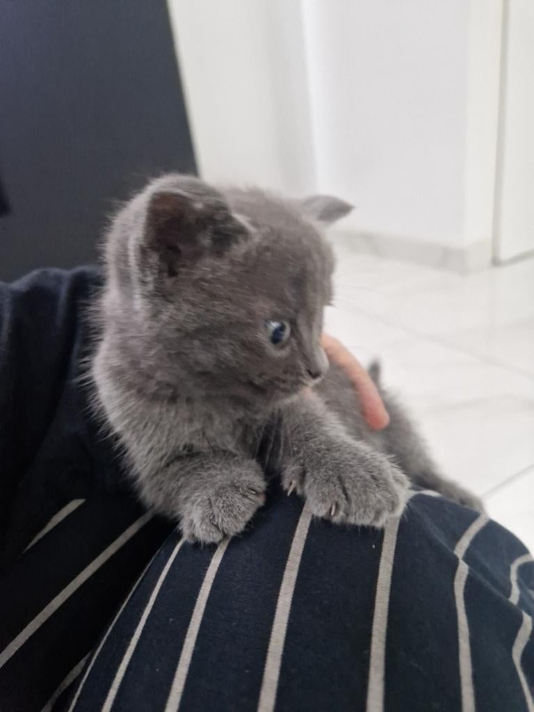 Bombay en britse korthaar mix kittens zoeken nieuwe nestje, Dieren en Toebehoren, Meerdere dieren