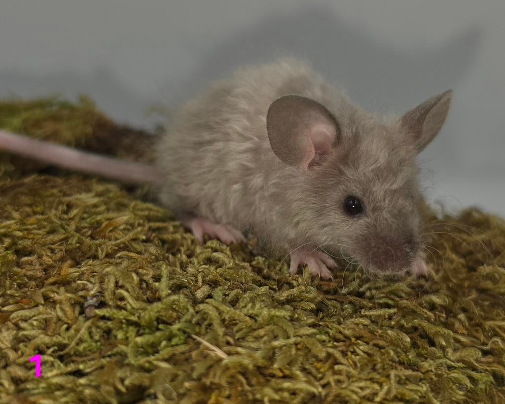 Kleurmuis texel satijn dames, Dieren en Toebehoren, April, Muis, Vrouwelijk, Tam