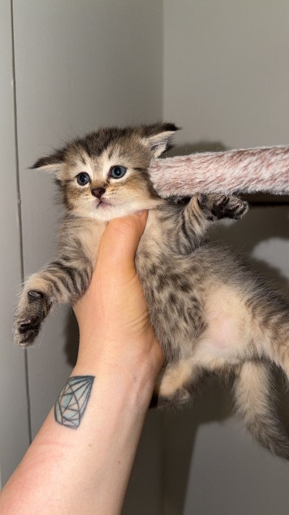 Kittens, Poes, 0 tot 2 jaar