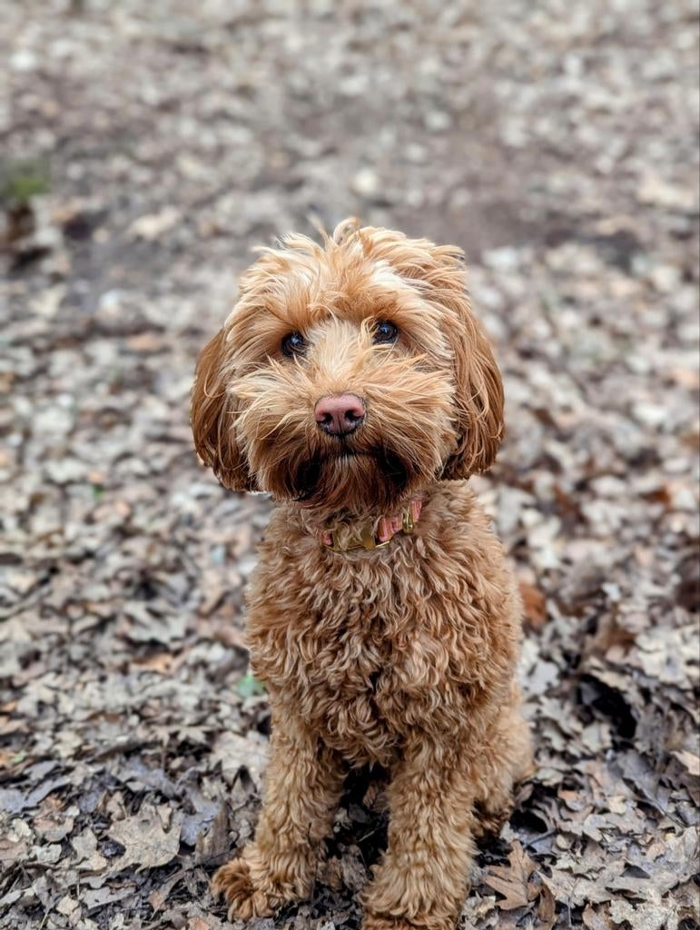 Mini labradoodle zoekt een gouden thuis, Dieren en Toebehoren, Honden | Niet-rashonden, Klein, Reu, Particulier, Eén hond, Nederland