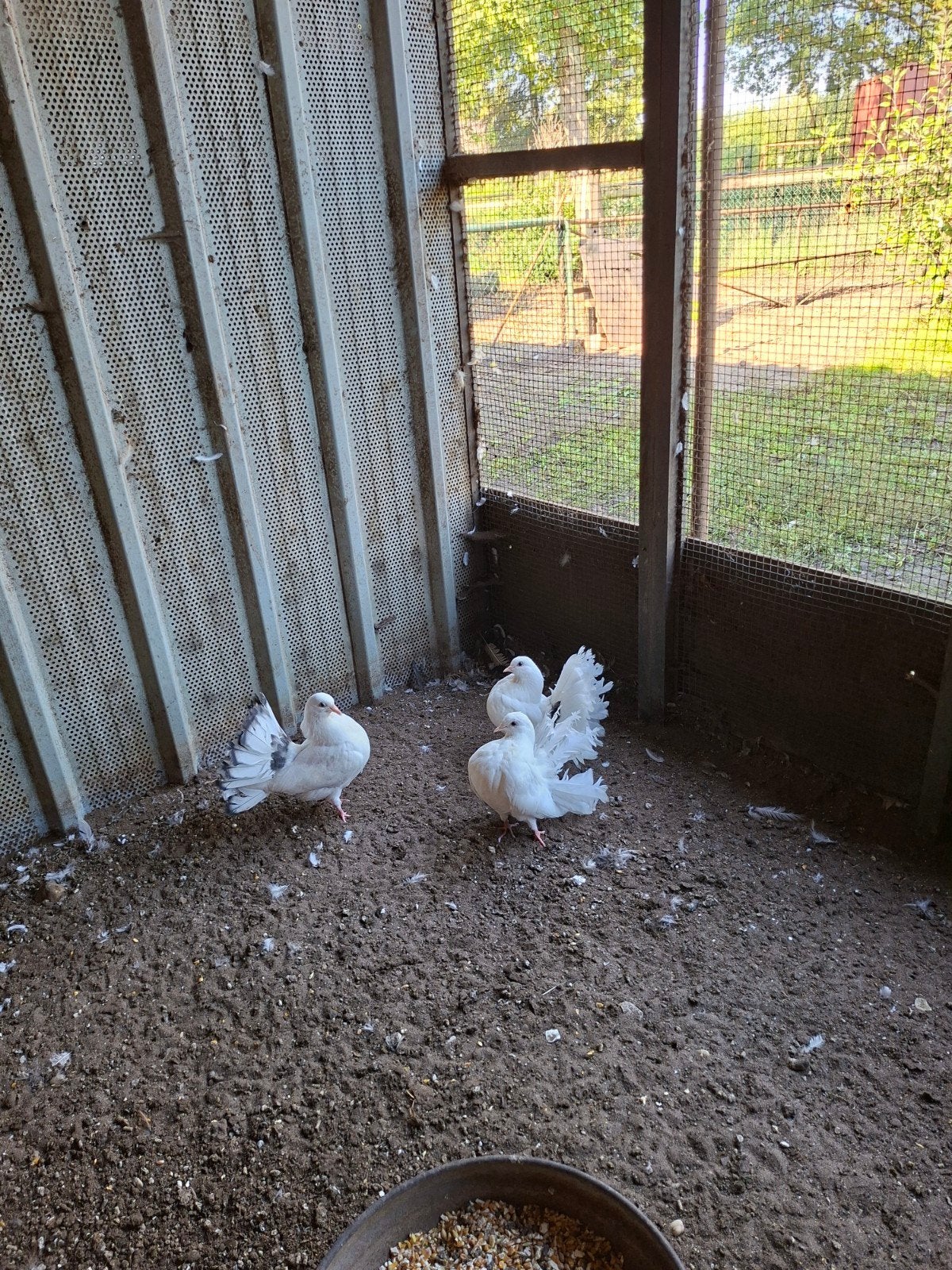 pauwstaartjes, Dieren en Toebehoren, Meerdere dieren, Postduif