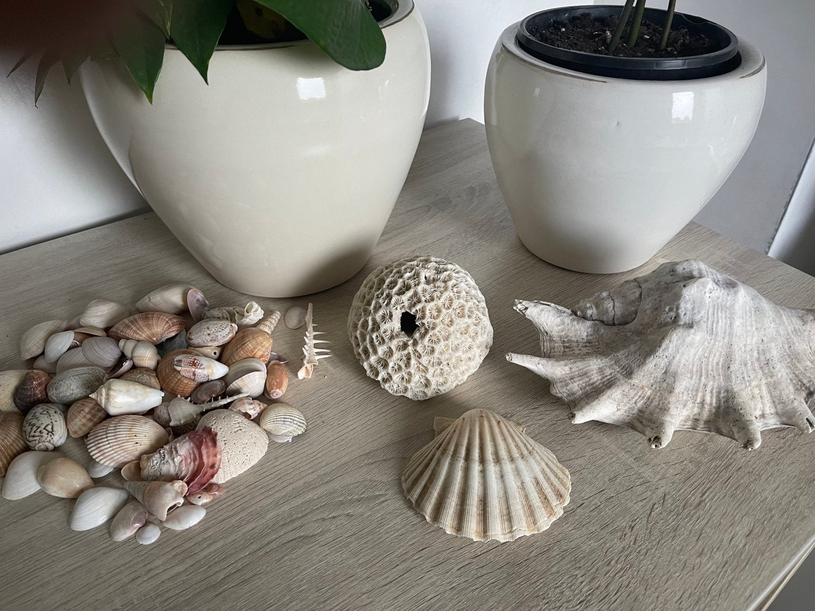 Schelpen divers, waaronder schorpioenschelp, Ophalen of Verzenden, Zo goed als nieuw, Meerkleurig, Overige materialen