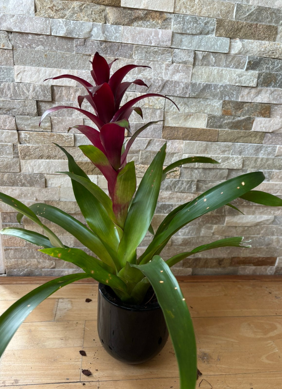 Bromelia in pot, Huis en Inrichting, Kamerplanten, Overige soorten, In pot, Minder dan 100 cm, Bloeiende kamerplant