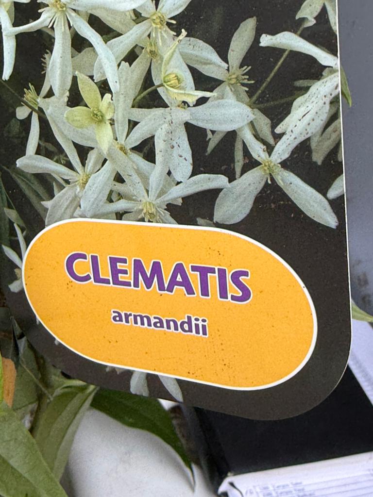 Partij 3 soorten groenblijvende clematis mooie plant nu 9,95, Ophalen, Volle zon, Vaste plant, Klimplanten
