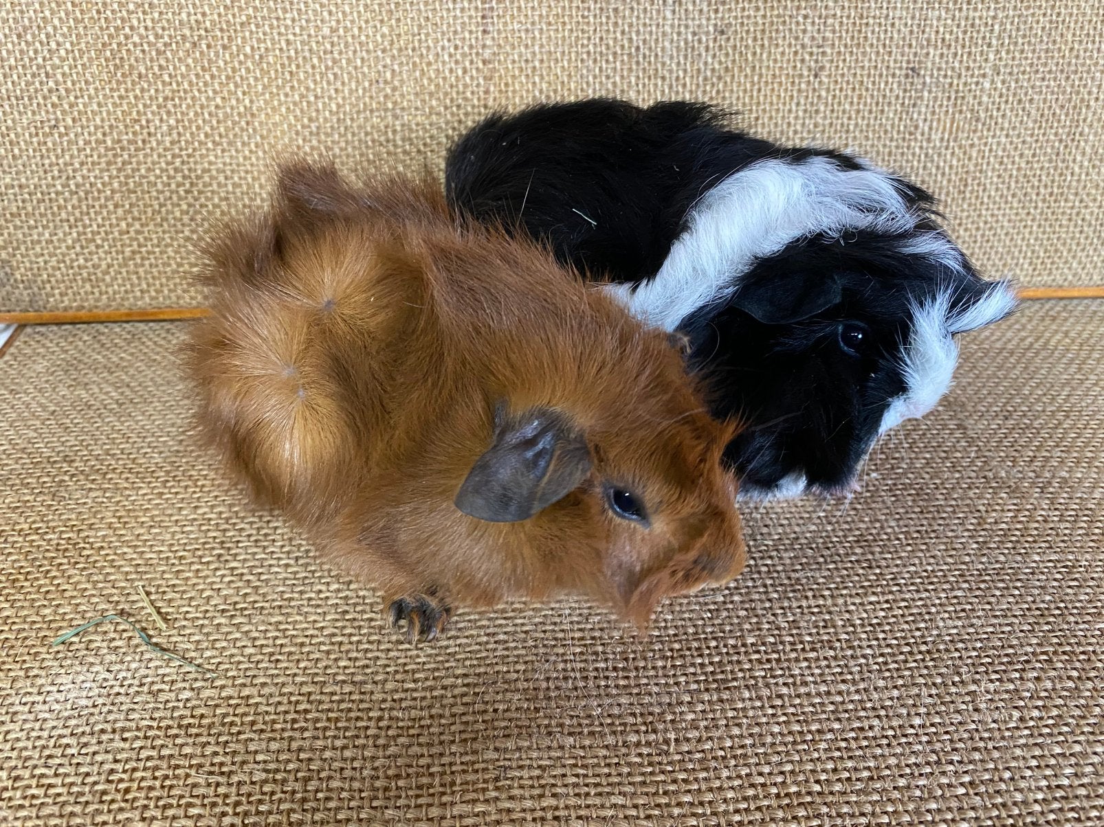 Cavia beertjes, Dieren en Toebehoren, Cavia, Juni, Mannelijk, Tam