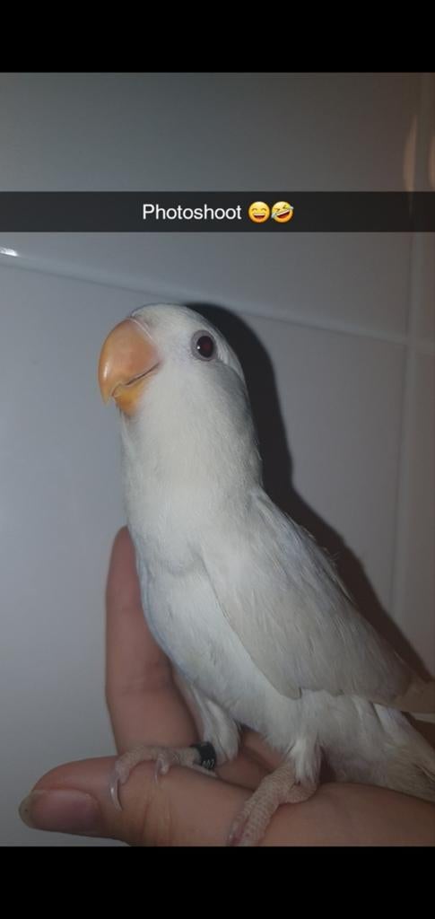 Albino agapornis roseicollis dame. 2025, Dieren en Toebehoren, Vogels | Parkieten en Papegaaien, Vrouwelijk, Dwergpapegaai of Agapornis
