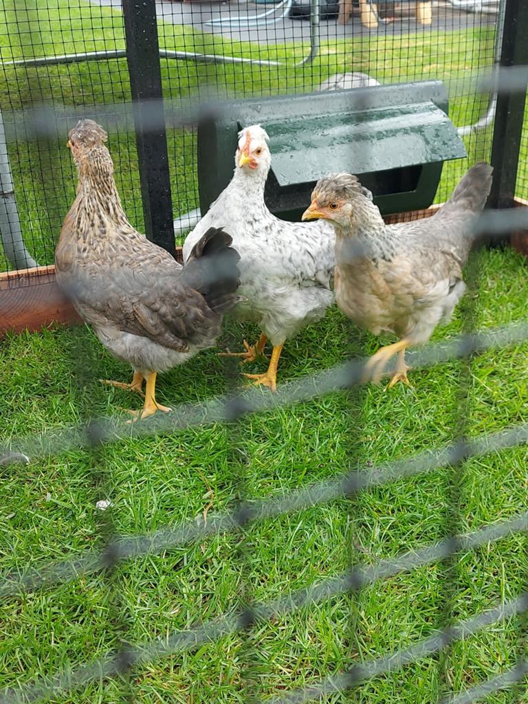 Trio cream legbar ( blauw leggers), Dieren en Toebehoren, Meerdere dieren, Kip