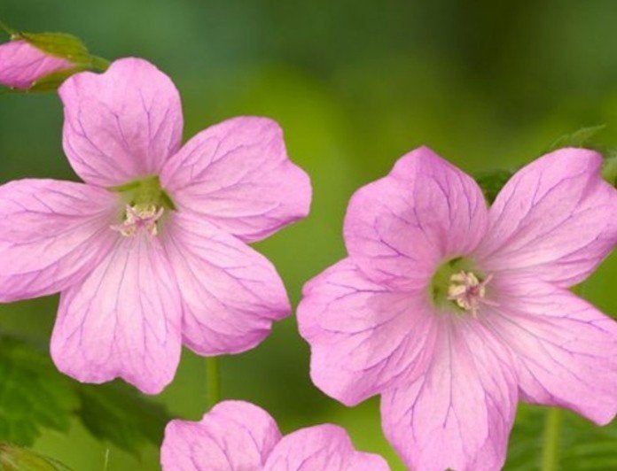 Geranium 'Wargrave Pink' - Roze Ooievaarsbek P9, Bodembedekkers, Vaste plant, Ophalen of Verzenden, Halfschaduw