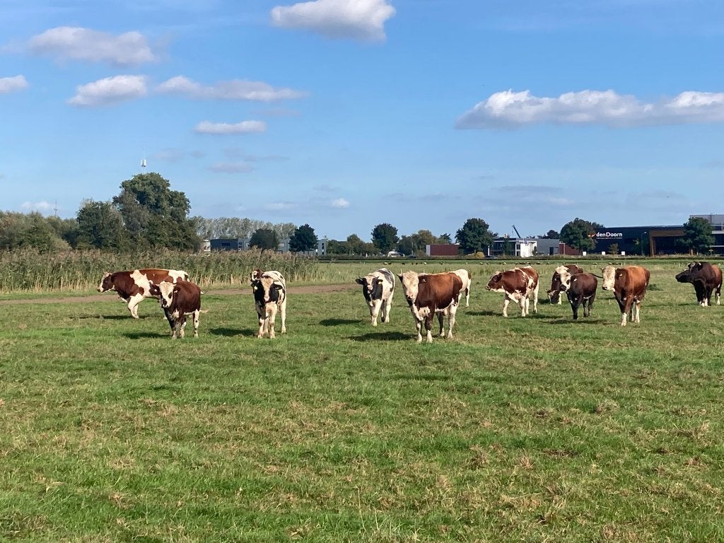 Weide stieren, Dieren en Toebehoren, Mannelijk, 0 tot 2 jaar