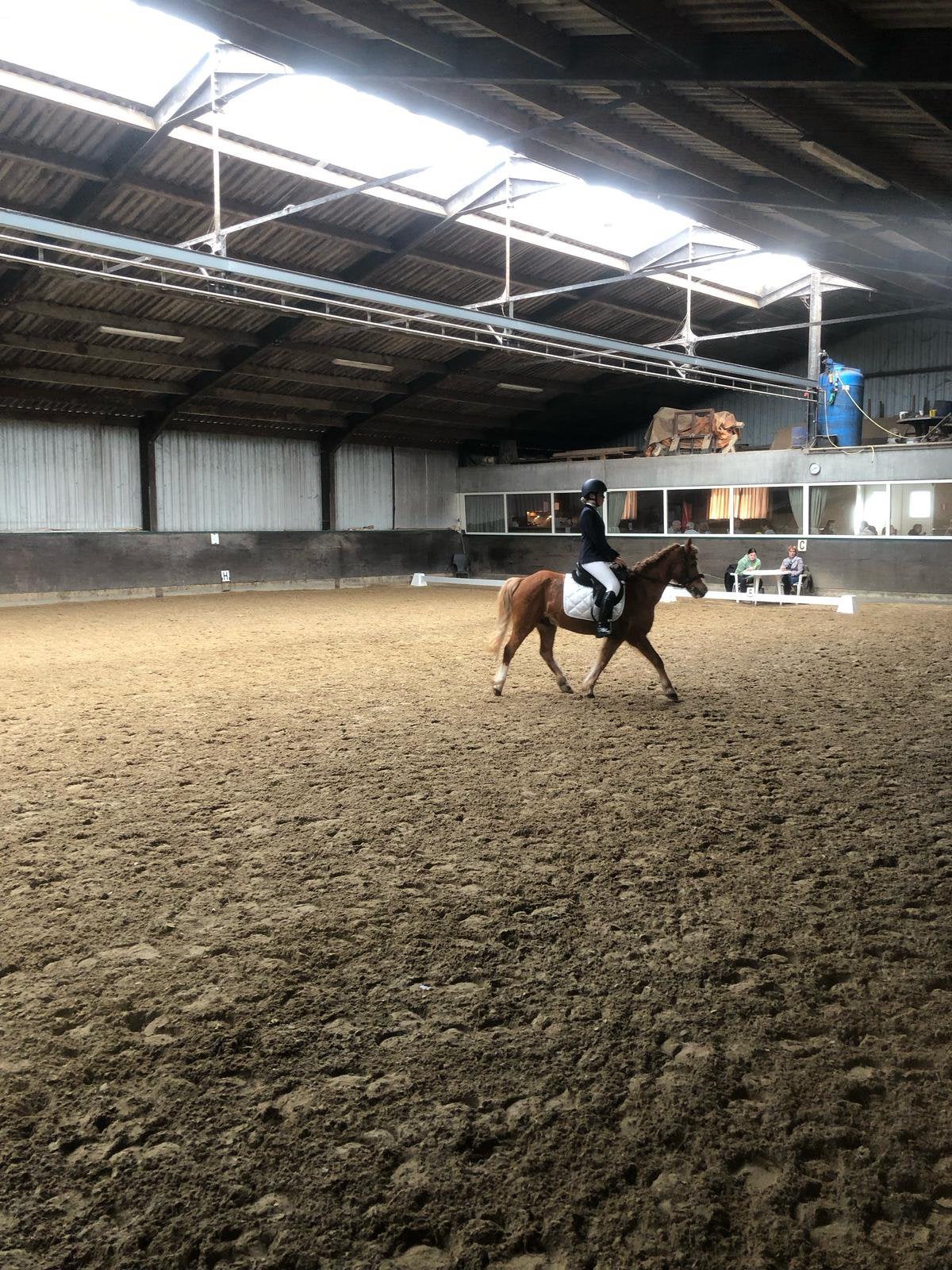Verzorgpony gezocht!️, Ophalen of Verzenden, Zo goed als nieuw