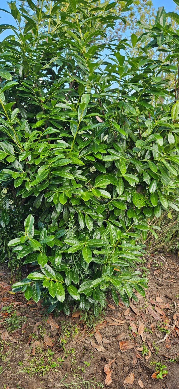 laurierstruiken Novita Hoogte rond 250 cm, Tuin en Terras, Ophalen, Laurier, Struik, 100 tot 250 cm