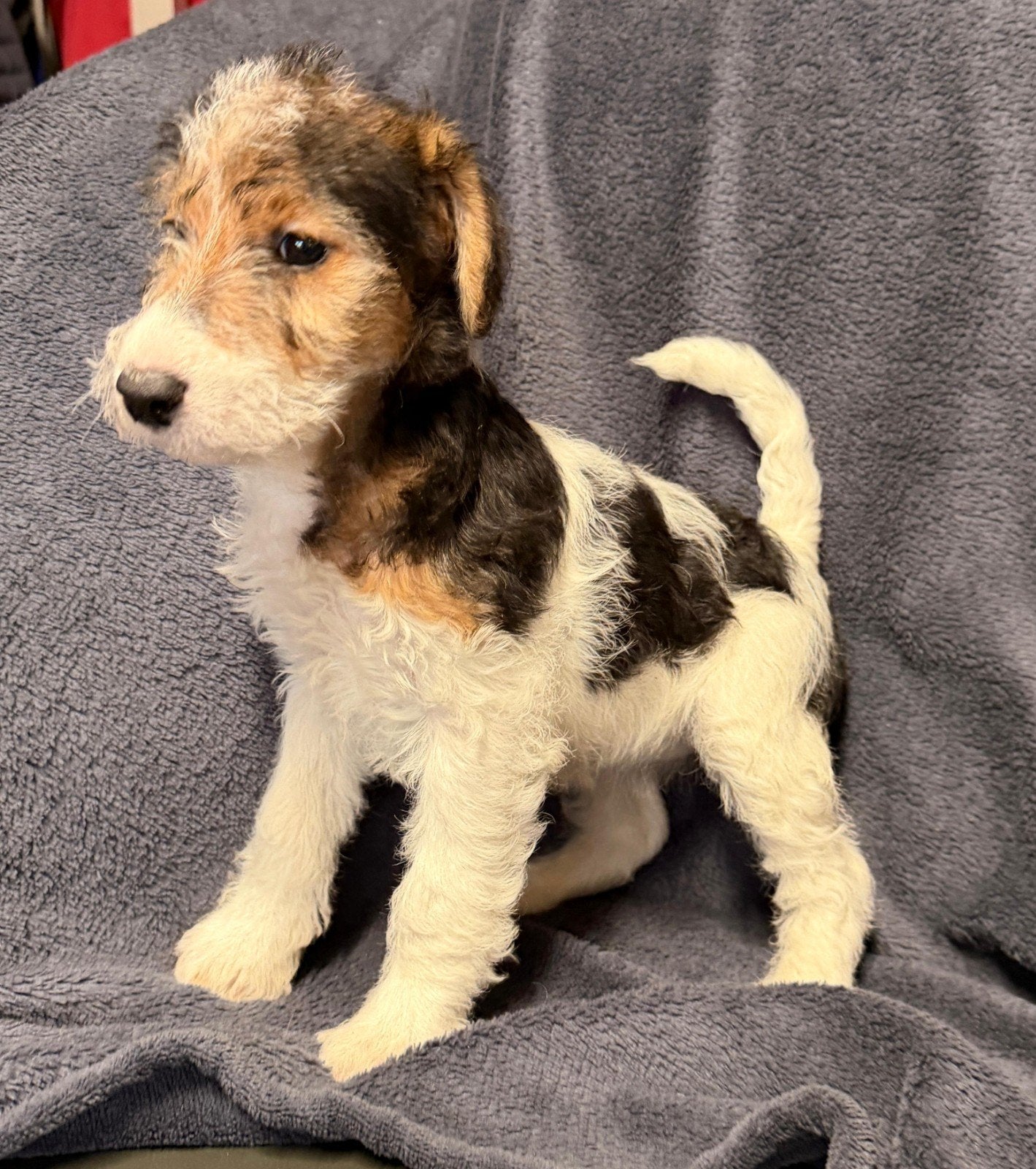 Fox terriër Draadhaar pups te koop, Dieren en Toebehoren, Jack Russell Terriër, 8 tot 15 weken, Meerdere, Meerdere dieren