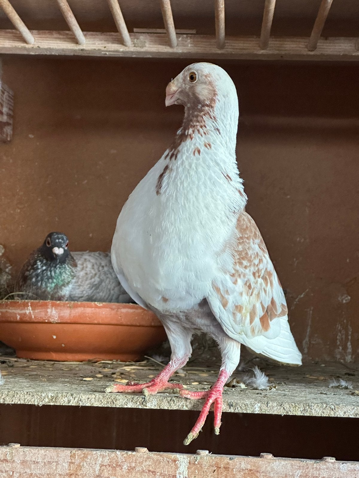 Jong laudino duif, Dieren en Toebehoren, Meerdere dieren