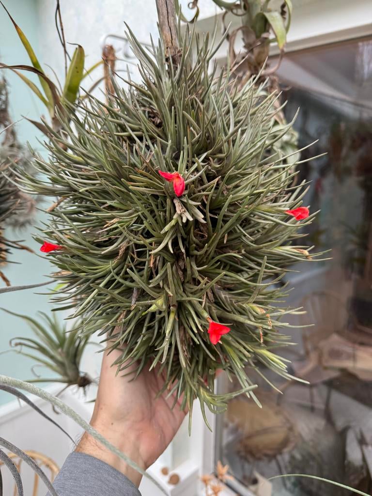 Tillandsia Albertiana - Luchtplant, Overige soorten, Minder dan 100 cm, Bloeiende kamerplant, Halfschaduw