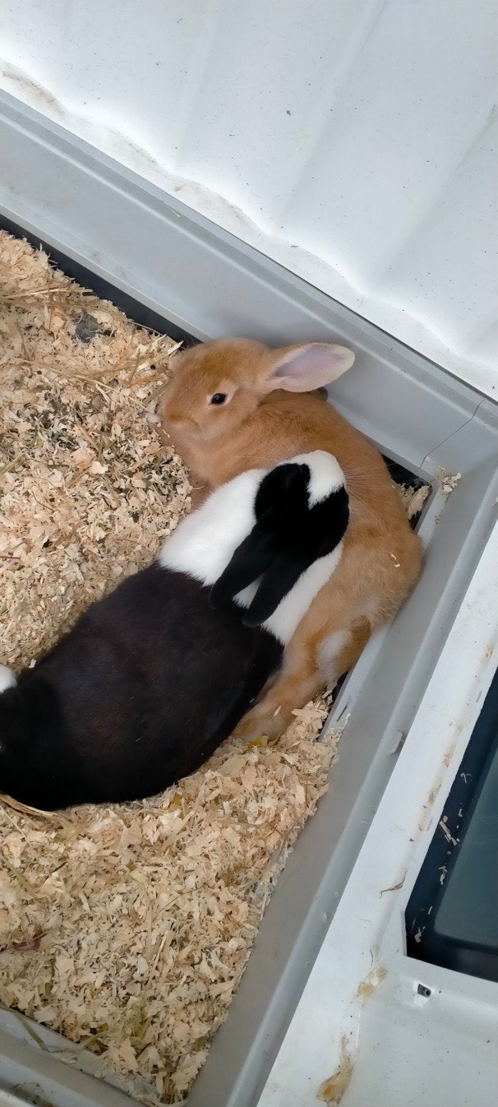 Twee onafscheidelijke konijnen te koop – Inclusief compleet, Dieren en Toebehoren, Konijnen, Meerdere dieren