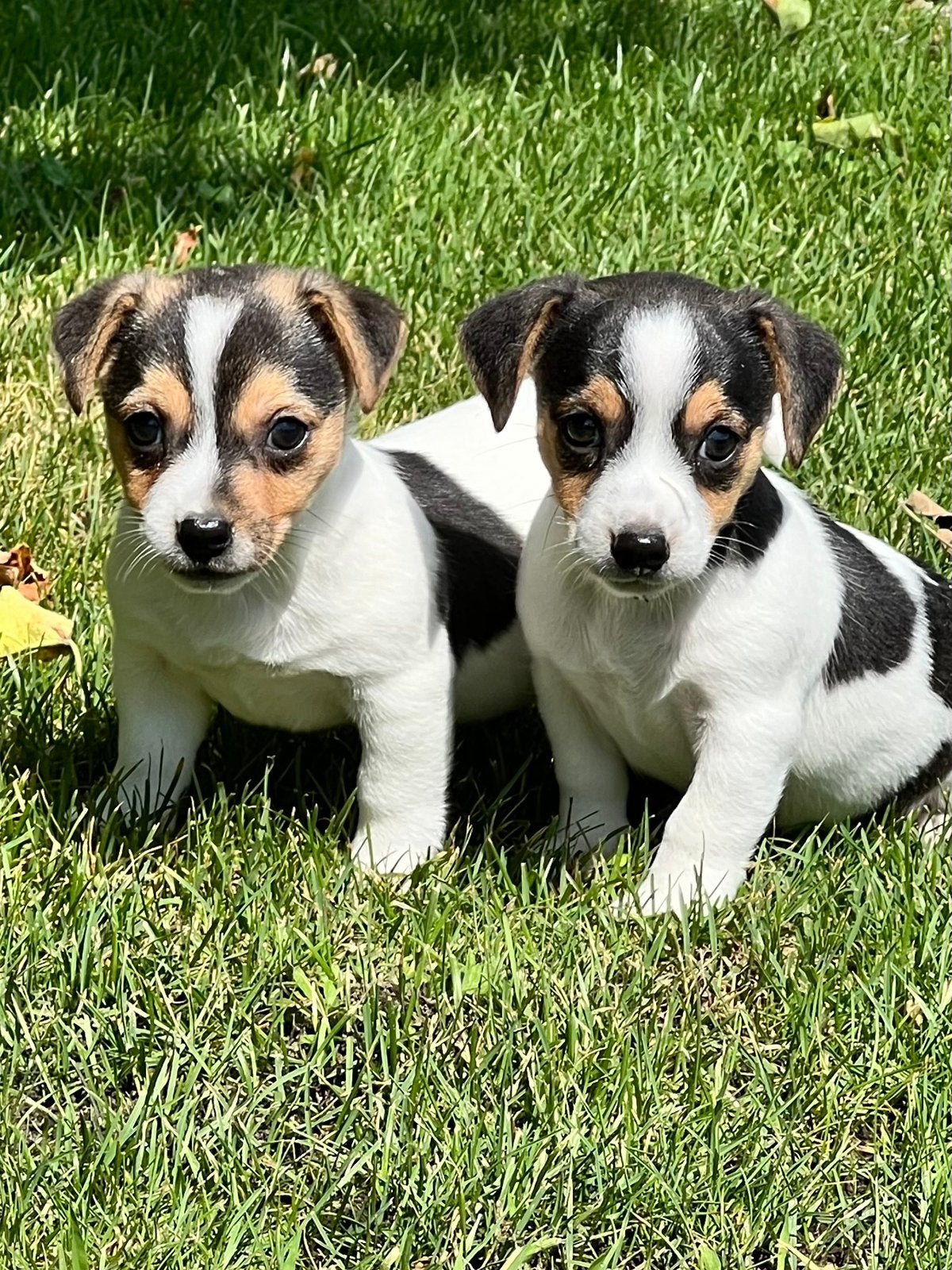 Jack Russell pups, Dieren en Toebehoren, Honden | Jack Russells en Terriërs, Parvo, Jack Russell Terriër, 8 tot 15 weken, Meerdere