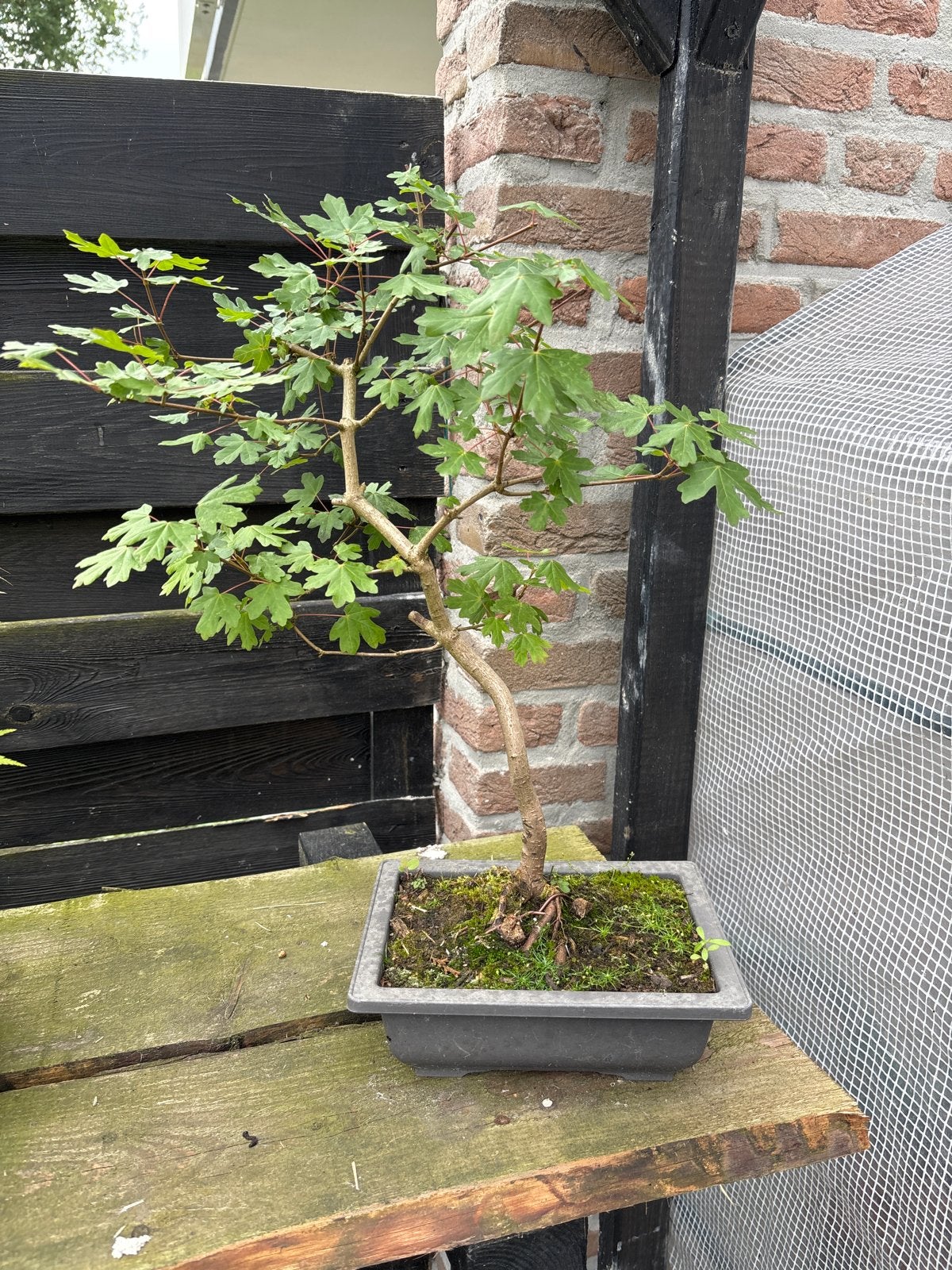 Bonsai Veld Esdoorn - Buiten, Tuin en Terras, Planten | Tuinplanten, Vaste plant, Bloeit niet, Halfschaduw, Ophalen