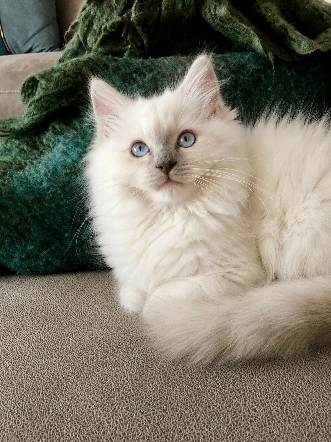 Prachtige lilac mitted Ragdoll kitten kater met stamboom, Kater, Met stamboom, 0 tot 2 jaar