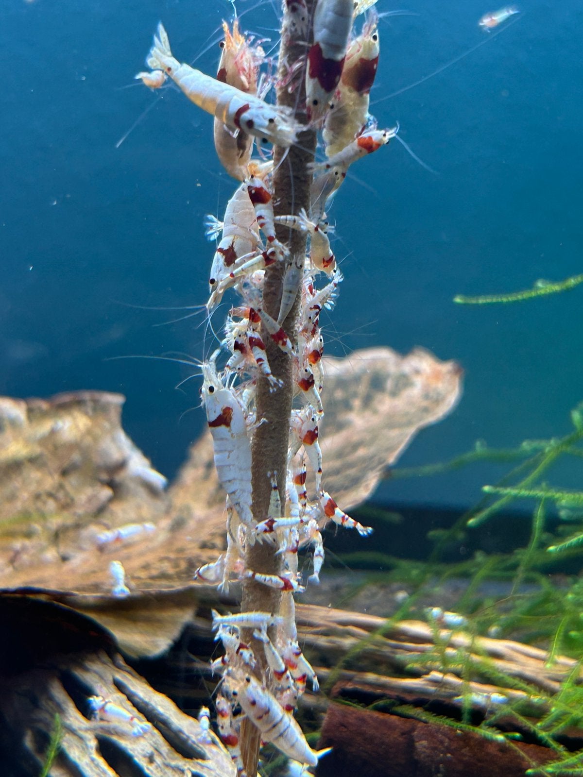 Crystal red (Pure red line) caridina garnalen, Dieren en Toebehoren