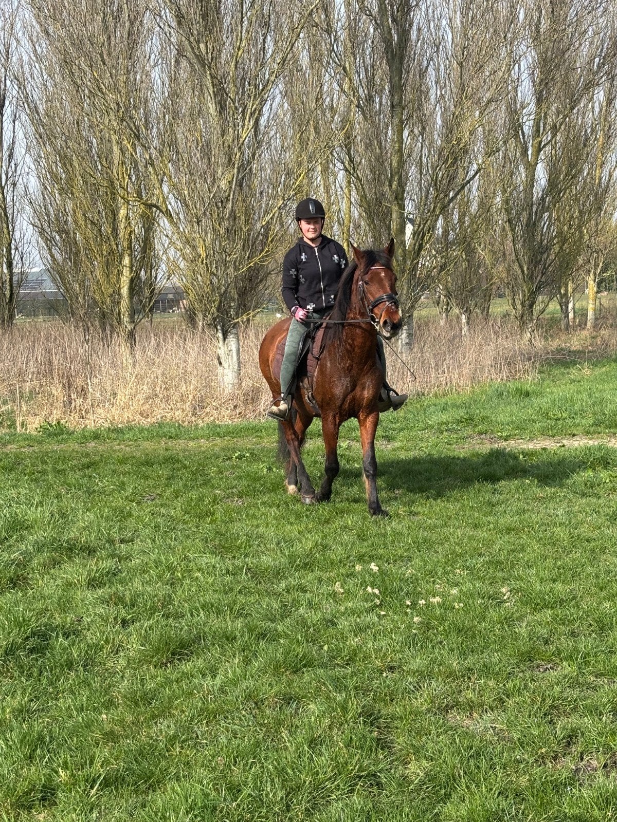 Lieve pony te koop, Ruin, Minder dan 160 cm, Recreatiepaard, 11 jaar of ouder