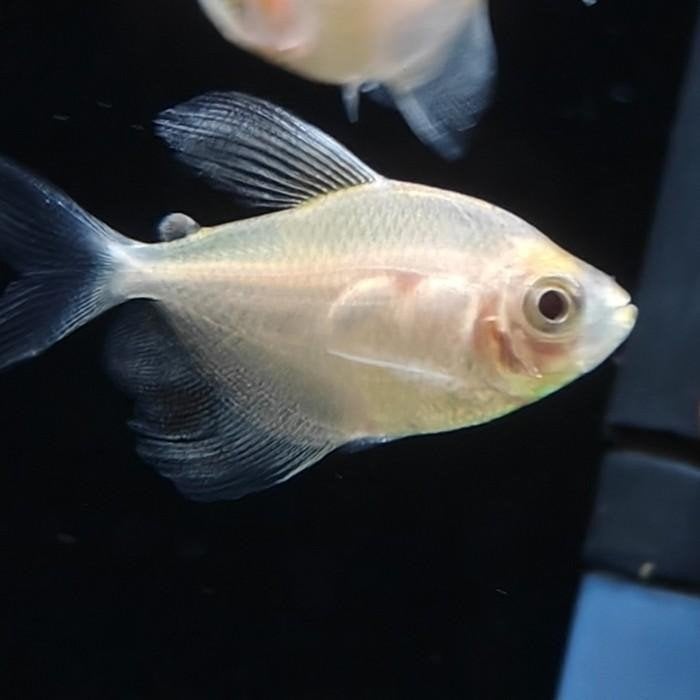 Gymnocorymbus ternetzi, Dieren en Toebehoren, Vissen | Aquariumvissen, Vis